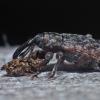 weevil-probably-genus-dorytomus