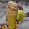 willow-leaf-gall-sawfly-larva-