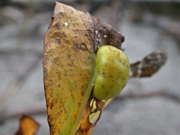 willow-leaf-gall-sawfly-larva-