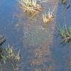 Columbia Spotted Frog