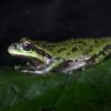 Amphibians