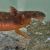 Rough-skinned Newt