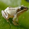 Wood Frog