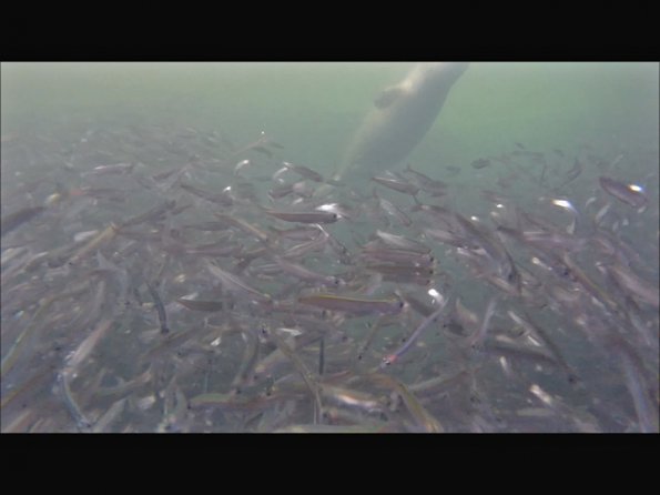 Pacific-herring-school