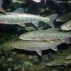 Arctic Charr