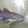 Arctic cod