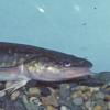 Burbot, Fairbanks