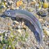 Capelin 1