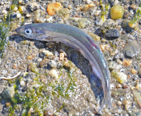 Capelin 1