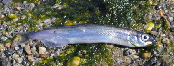 Capelin 2
