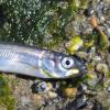 Capelin 2