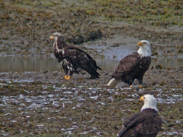 capelin and bald eagles