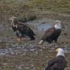 capelin and bald eagles