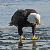 Capelin, bald eagle feeding on