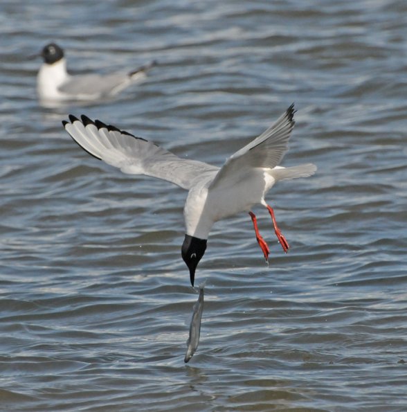 Capelin, Bonapartes Gull feeding on 2