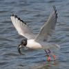 Capelin, Bonapartes Gull feeding on