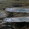 Capelin