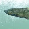 Chinook Salmon 3