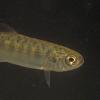 Chinook Salmon, fry