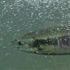 chum salmon female