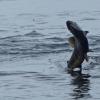 chum salmon, jumping 1