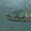 Chum Salmon male