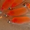 chum salmon yolk sac fry