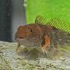 Coastrange Sculpin, freshwater