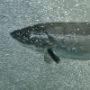 Coho Salmon 2