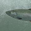 coho salmon 3
