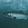 Coho Salmon adult
