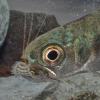 coho salmon young with mayfly larva