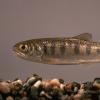 Coho Salmon young