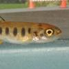Cutthroat Trout from Swan Lake, Sitka