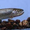 Cutthroat Trout