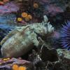 Decorated Warbonnet