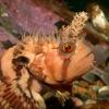 Decorated Warbonnet