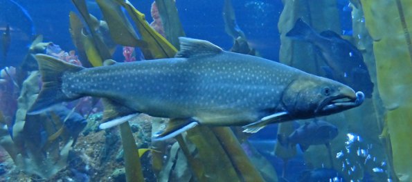 dolly-varden-spawning-male