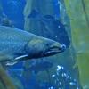 Dolly Varden, spawning male