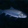 Dolly Varden