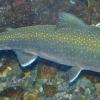 Dolly Varden