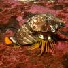 Grunt Sculpin