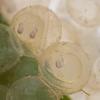 Herring eggs developing
