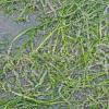 Herring Eggs on probable eel grass