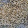 Herring Eggs