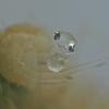 herring hatching