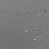 herring larva 2
