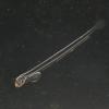 herring larva against black