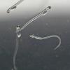 herring larva group photo