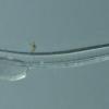 herring larva with white background